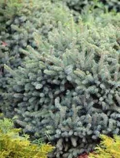 Świerk Biały Nana (C2)