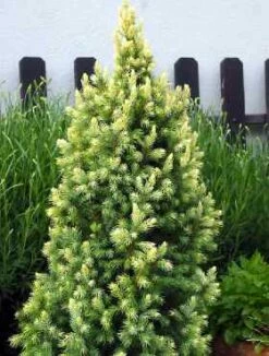 Świerk Biały Sun On The Sky (C2)