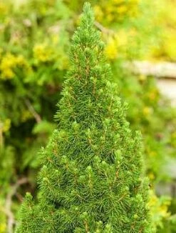 Świerk Biały 'Zuckerhut'