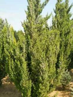 Jałowiec Chiński Keteleeri