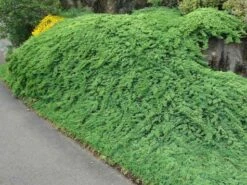 Jałowiec Płożący Prostrata