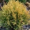 Thuja Tuja Żywotnik Zachodni Amber Glow (C2)