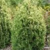 Thuja Tuja Żywotnik Zachodni 'Ania'