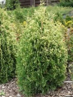Thuja Tuja Żywotnik Zachodni 'Ania'