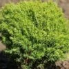 Thuja Tuja Żywotnik Zachodni 'Anniek ®'