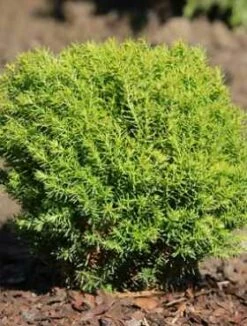 Thuja Tuja Żywotnik Zachodni 'Anniek ®'