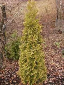 Thuja Tuja Żywotnik Zachodni 'Aurea Kordusi'
