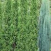 Thuja Tuja Żywotnik Zachodni Degroot-s Spire (C2)