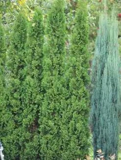 Thuja Tuja Żywotnik Zachodni Degroot-s Spire (C2)