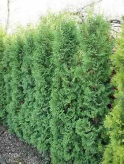 Thuja Tuja Żywotnik Zachodni 'Flevoland'