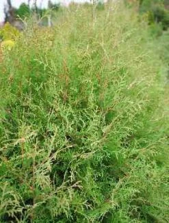 Thuja Tuja Żywotnik Zachodni 'Funny Fresh'