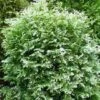 Thuja Tuja Żywotnik Zachodni 'Gold Pearl'