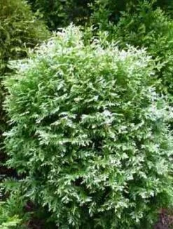 Thuja Tuja Żywotnik Zachodni 'Gold Pearl'