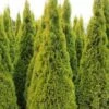 Thuja Tuja Żywotnik Zachodni 'Golden Smaragd ®Janed Gold (S)'