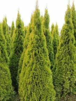 Thuja Tuja Żywotnik Zachodni 'Golden Smaragd ®Janed Gold (S)'
