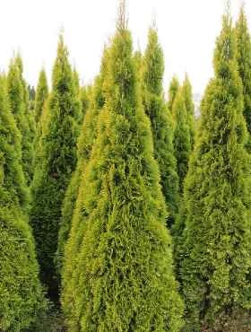 Thuja Tuja Żywotnik Zachodni 'Golden Smaragd ®Janed Gold (S)'