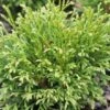 Thuja Tuja Żywotnik Zachodni 'Green Bubble'