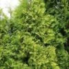 Thuja Tuja Żywotnik Zachodni 'Holmstrup Yellow'