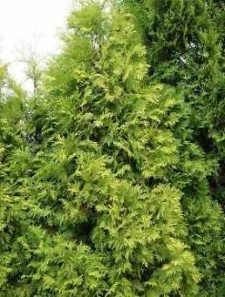 Thuja Tuja Żywotnik Zachodni 'Holmstrup Yellow'