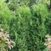 Thuja Tuja Żywotnik Zachodni 'Hubner'