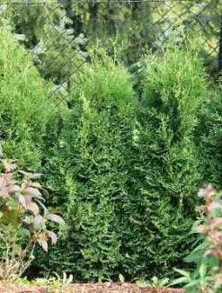 Thuja Tuja Żywotnik Zachodni 'Hubner'
