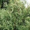 Thuja Tuja Żywotnik Zachodni 'Litomysl'