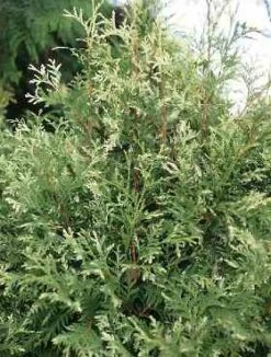 Thuja Tuja Żywotnik Zachodni 'Litomysl'