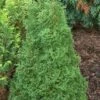 Thuja Tuja Żywotnik Zachodni 'Maja'