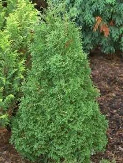 Thuja Tuja Żywotnik Zachodni 'Maja'