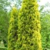 Thuja Tuja Żywotnik Zachodni 'Malonyana Aurea'