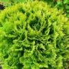 Thuja Tuja Żywotnik Zachodni 'Mirjam ®'(C2)