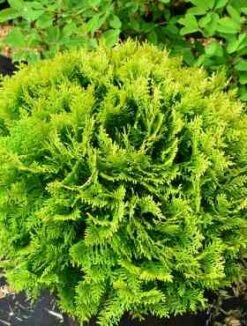 Thuja Tuja Żywotnik Zachodni 'Mirjam ®'(C2)