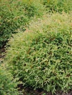 Thuja Tuja Żywotnik Zachodni 'Mr. Bowling Ball'(C2)