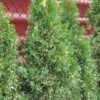 Thuja Tuja Żywotnik Zachodni 'Smaragd Variegata'