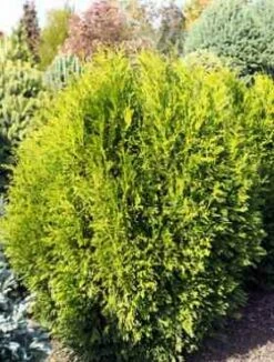 Thuja Tuja Żywotnik Zachodni 'Tip Top' (C2)