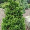 Thuja Tuja Żywotnik Zachodni 'Zmatlik'