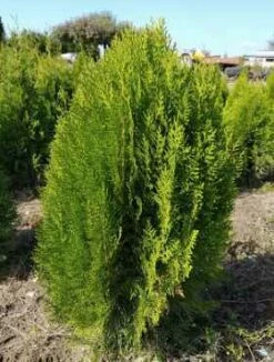 Thuja Tuja Żywotnik Wschodni 'Filip-s New Future'