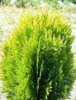 Thuja Tuja Żywotnik Wschodni 'Justynka'