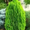 Thuja Tuja Żywotnik Wschodni 'Morgan'
