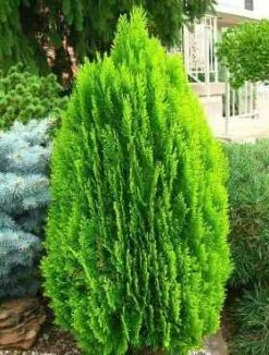 Thuja Tuja Żywotnik Wschodni 'Morgan'