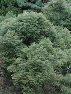 Choina Kanadyjska 'Rugs Washington Dwarf'