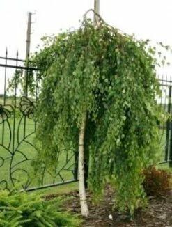 Brzoza Brodawkowata Yongii