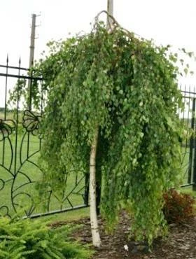 Brzoza Brodawkowata Yongii