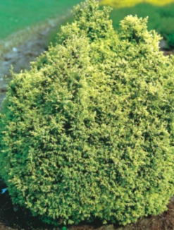 Cyprysik Groszkowy Plumosa Rogersii