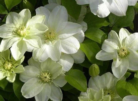 Powojnik Guernsey Cream