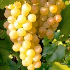 Winorośl Winogrona Junior