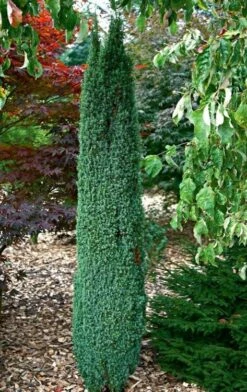 Jałowiec Pospolity Suecica (C2)