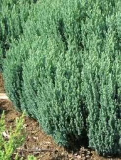 Jałowiec Płożący Grey Pearl (C2)