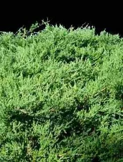 Jałowiec Pośredni Lemon Hill (C2)