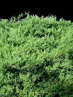 Jałowiec Pośredni Lemon Hill (C2)